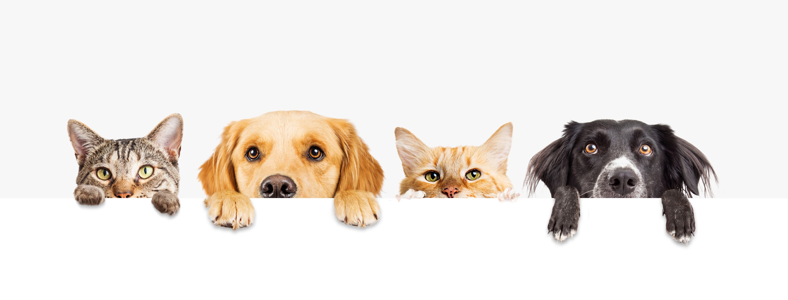 Haustierhaltung: Gesichter von Hunden und Katzen